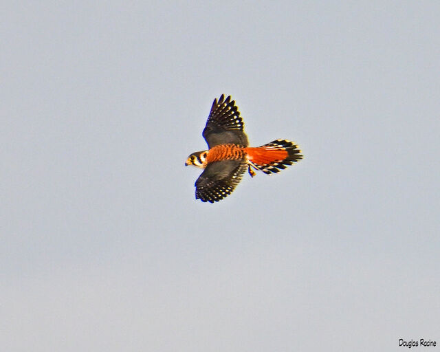 American Kestrel