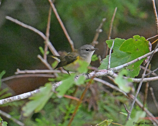 American Redstart