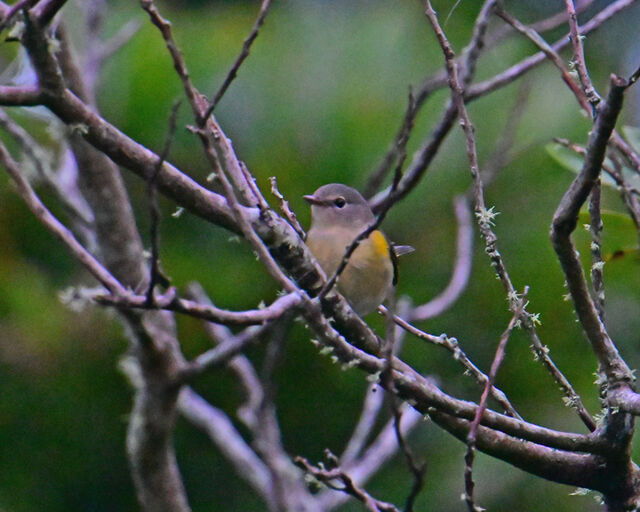 American Redstart