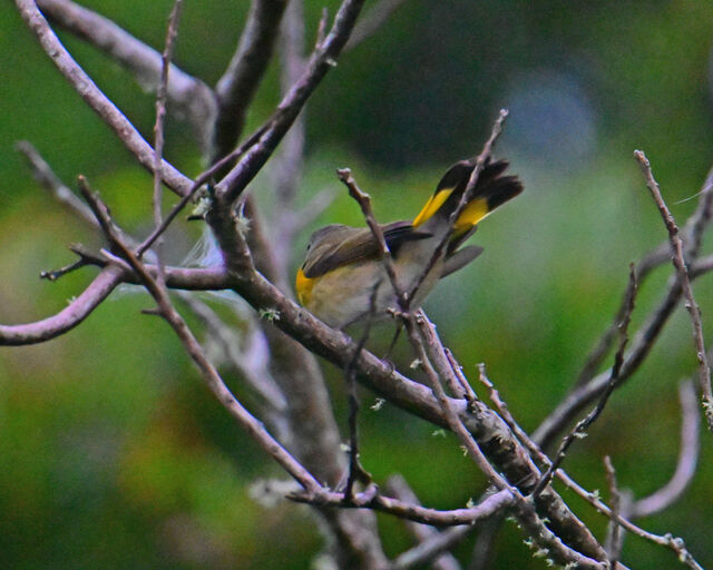 American Redstart
