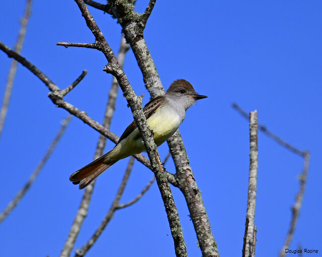 Ash-throated Flycatcher