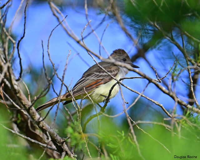 Ash-throated Flycatcher