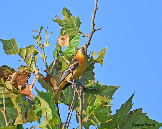 Baltimore Oriole
