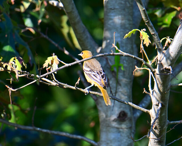 Baltimore Oriole