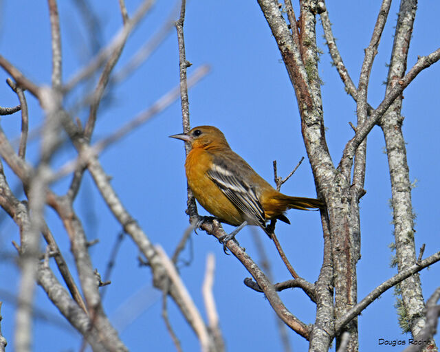 Baltimore Oriole