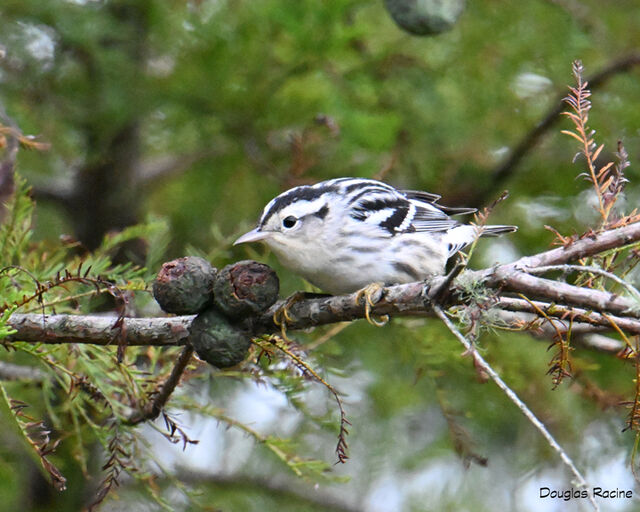 Black-and-white Warbler