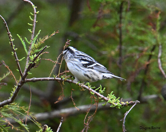 Black-and-white Warbler