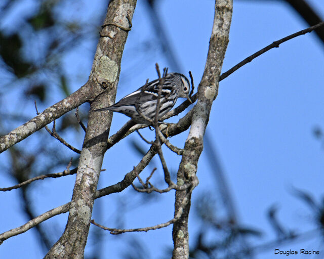 Black-and-white Warbler