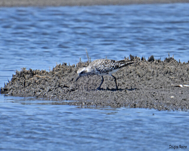 Black-bellied Plover