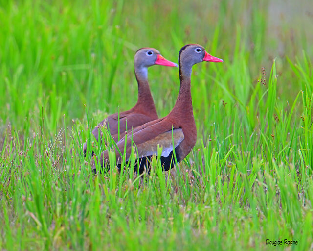 Black-bellied Whistling-Duck