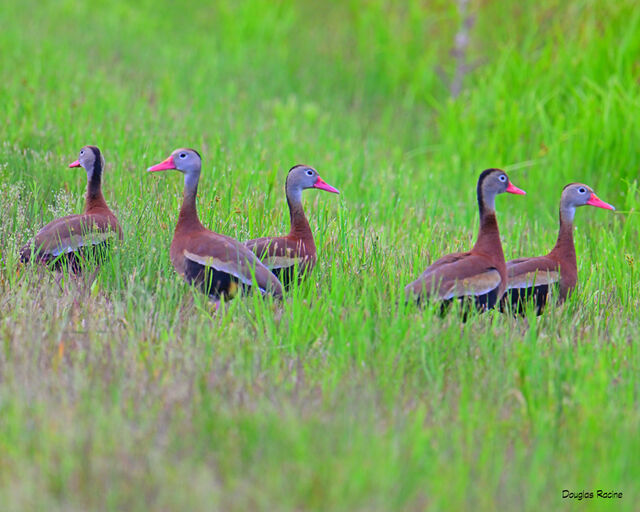Black-bellied Whistling-Duck