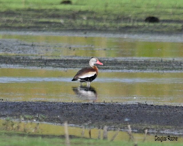 Black-bellied Whistling-Duck
