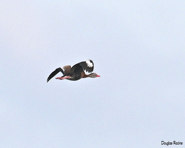 Black-bellied Whistling-Duck