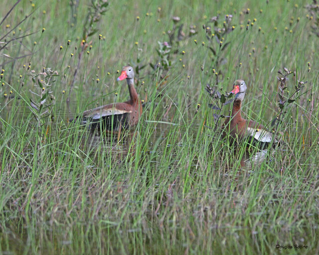 Black-bellied Whistling-Duck