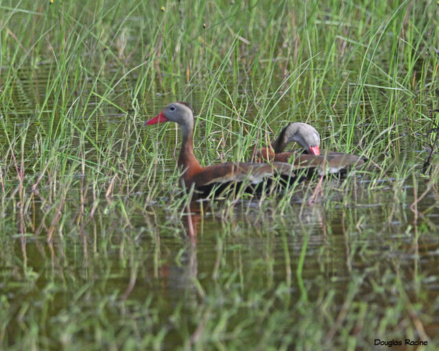 Black-bellied Whistling-Duck