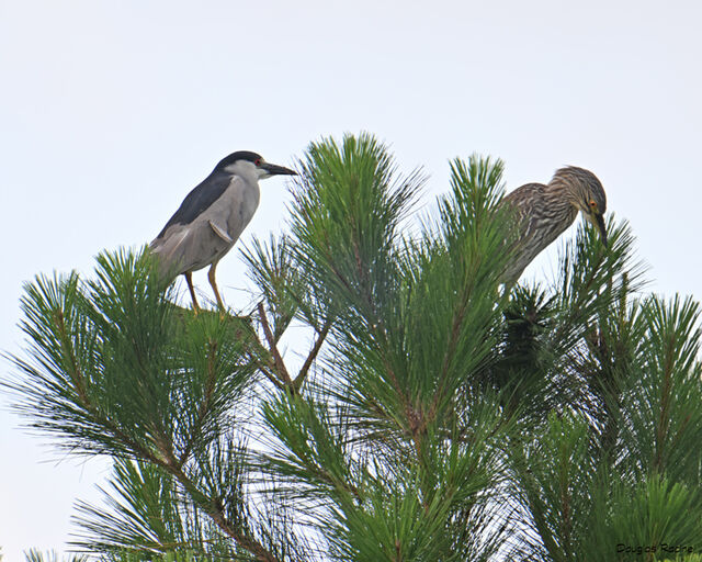 Black-crowned Night-Heron