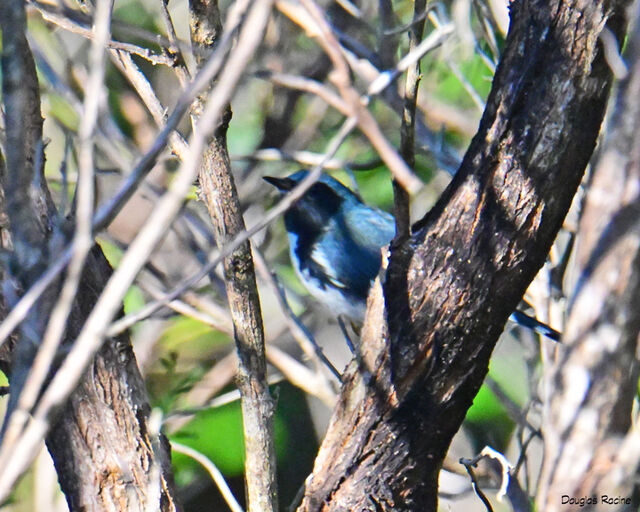 Black-throated Blue Warbler