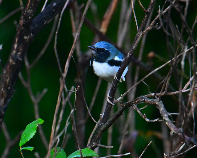Black-throated Blue Warbler
