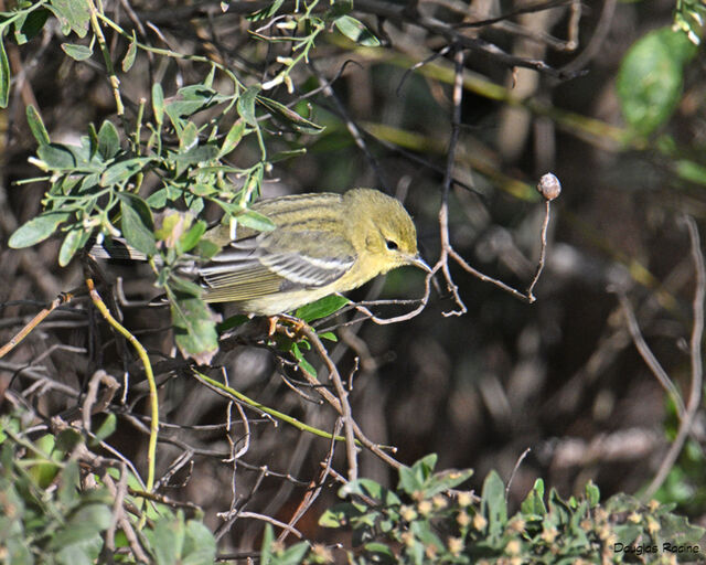 Blackpoll Warbler