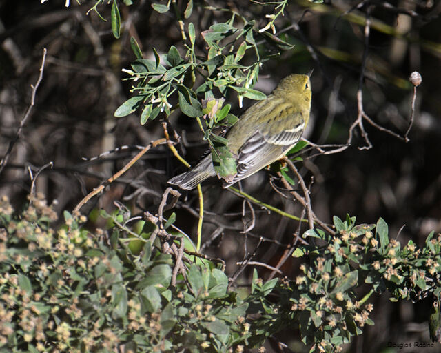 Blackpoll Warbler