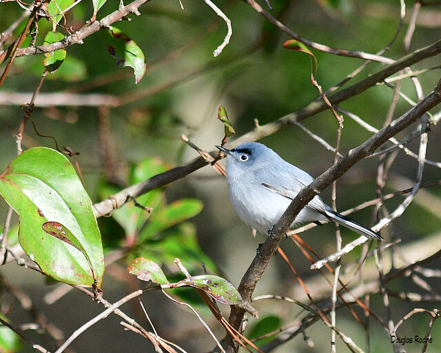 Blue-gray Gnatcatcher