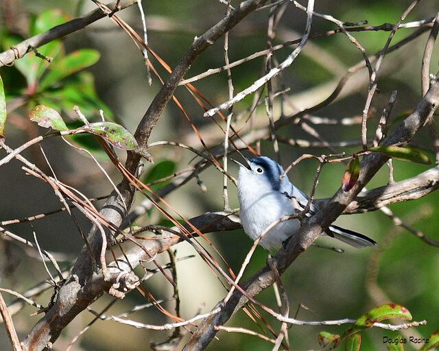 Blue-gray Gnatcatcher