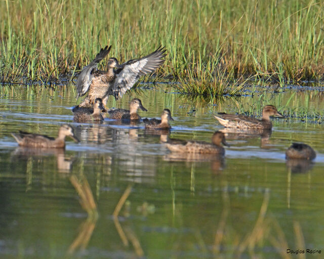 Blue-winged Teal