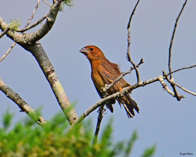 Blue Grosbeak