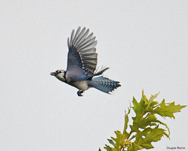 Blue Jay