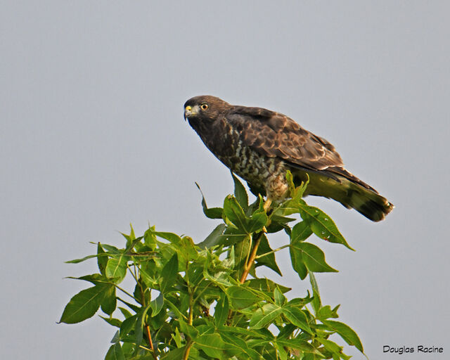 Broad-winged Hawk