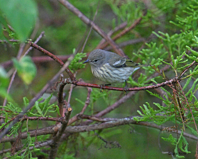 Cape May Warbler