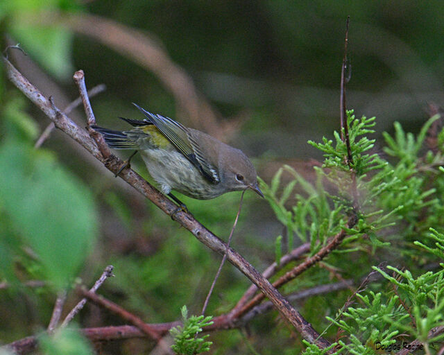 Cape May Warbler