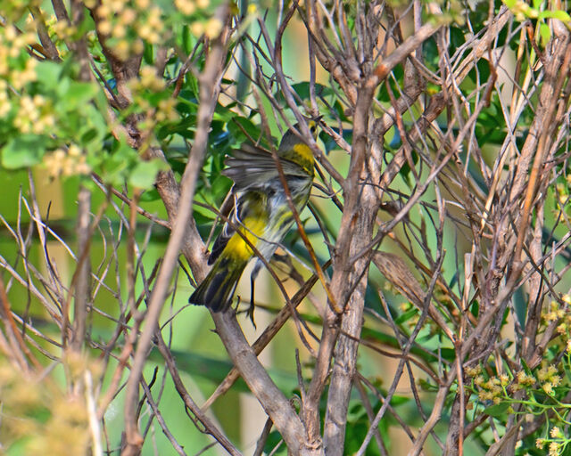 Cape May Warbler
