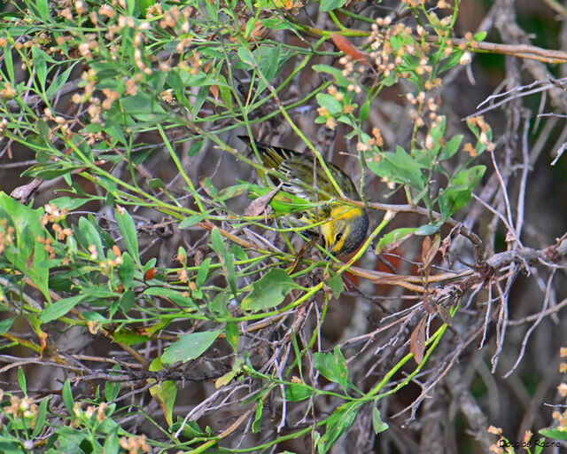Cape May Warbler