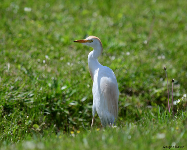 Western Cattle-Egret