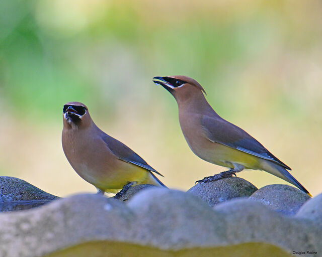Cedar Waxwing
