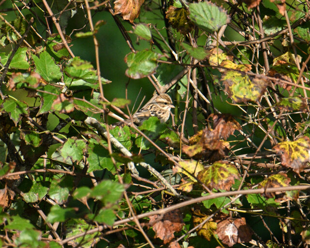 Clay-colored Sparrow