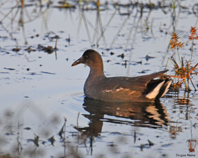 Common Gallinule