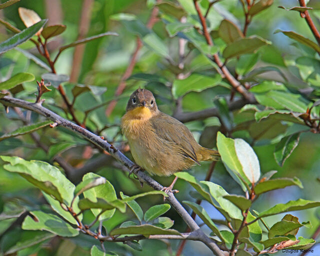 Common Yellowthroat