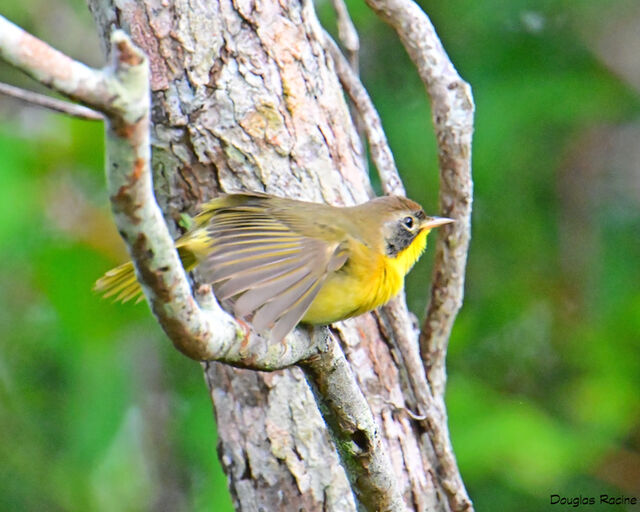 Common Yellowthroat
