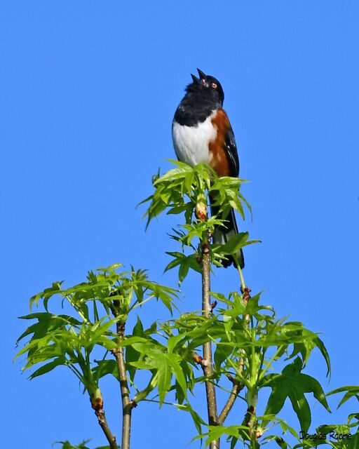 Eastern Towhee