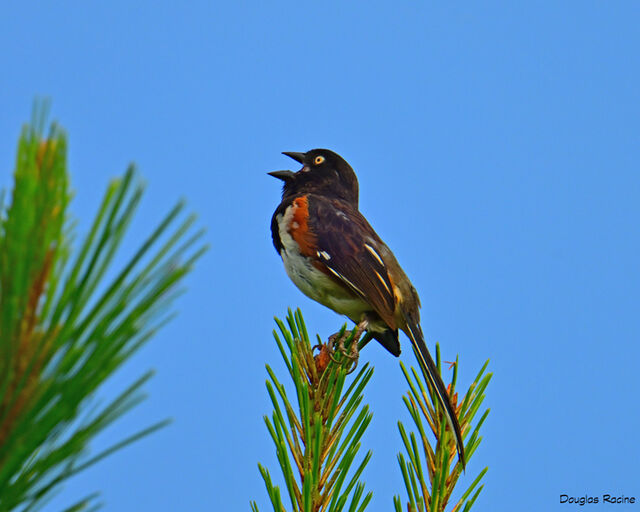Eastern Towhee