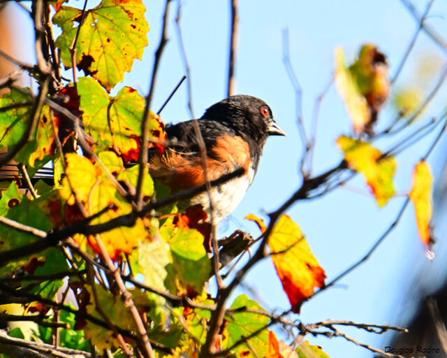 Eastern Towhee