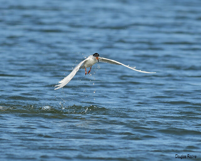 Forster's Tern