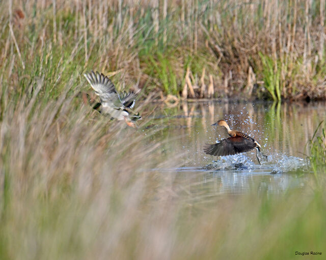 Fulvous Whistling-Duck