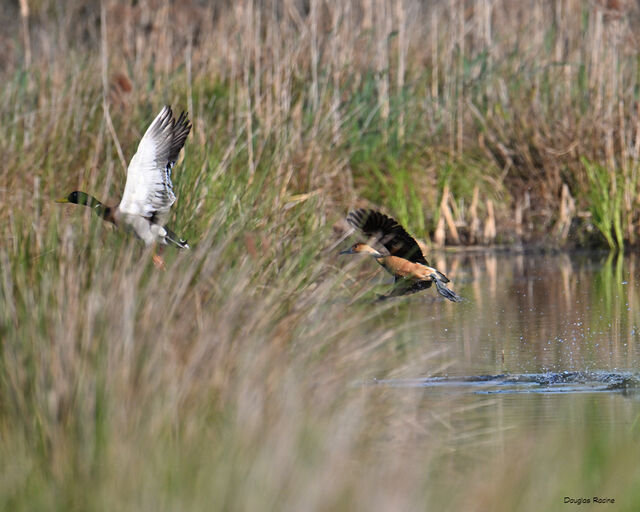 Fulvous Whistling-Duck