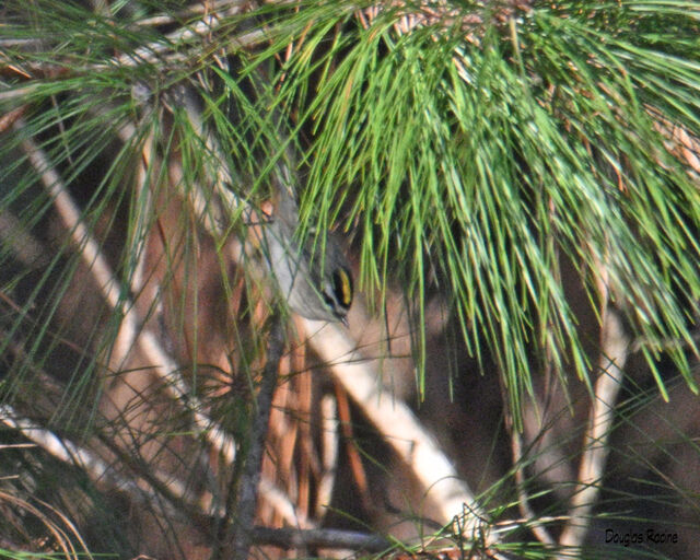 Golden-crowned Kinglet