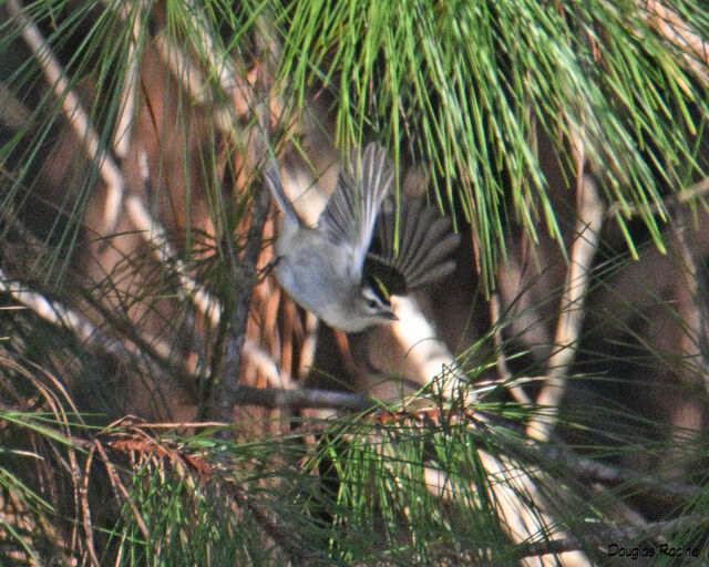 Golden-crowned Kinglet