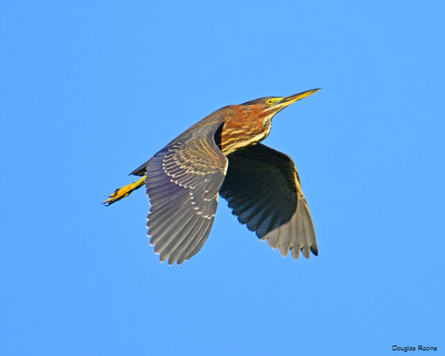 Green Heron