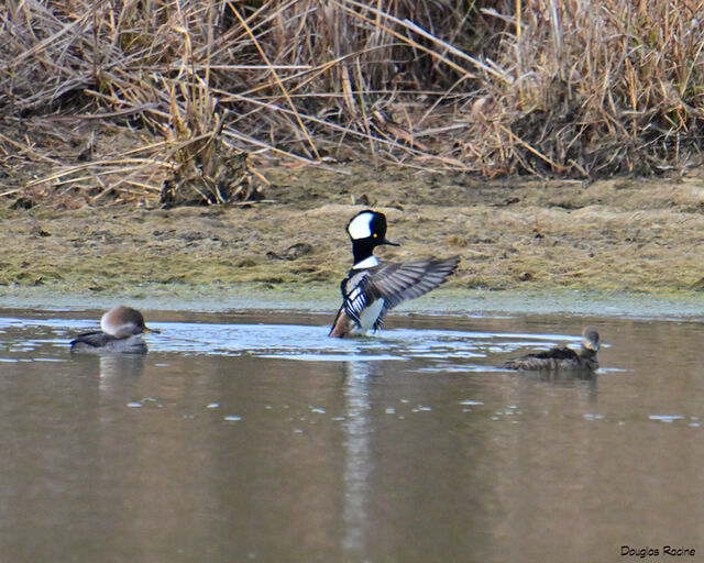 Hooded Merganser